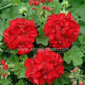 Parlak kırmızı sarkan sakız sardunya fidesi ithal pelargonium ivy scarlet
