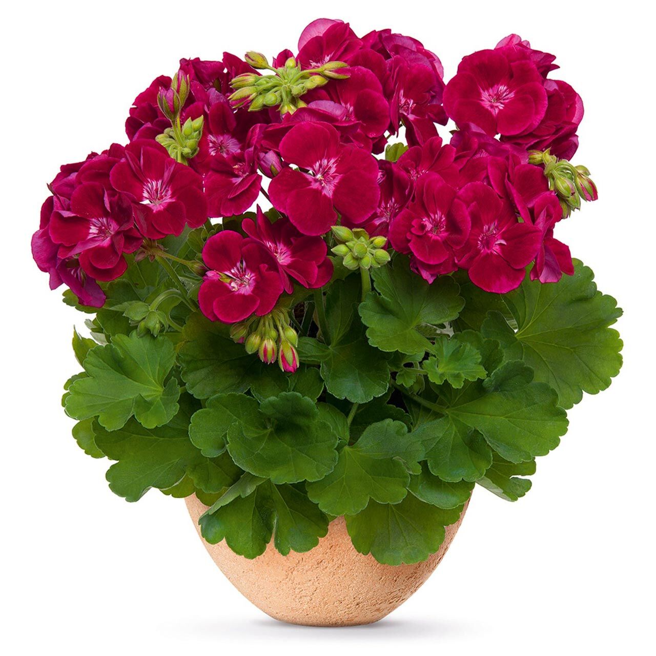 Şarap kırmızı gözlü sardunya grandeur classic wine red