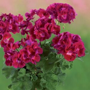 Şarap kırmızı gözlü sardunya grandeur classic wine red