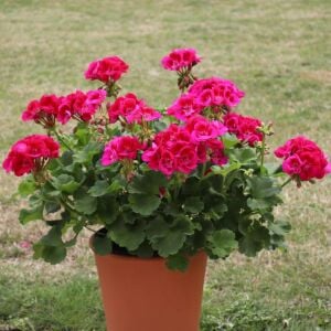 Şarap kırmızı gözlü sardunya grandeur classic wine red