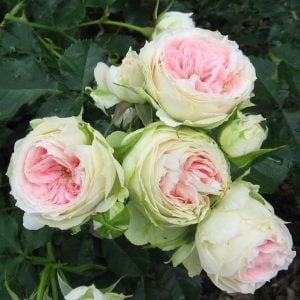 Pompon veranda gül fidanı aşılı 3+ yaş