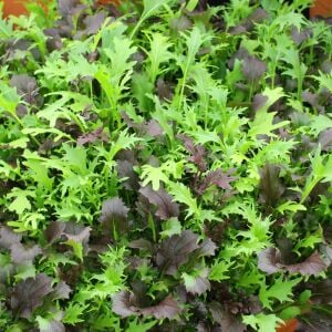 Kıvırcık salata karışımı tohumu