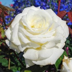 Memoire yoğun kokulu çalı gül fidanı aşılı 3+ yaş