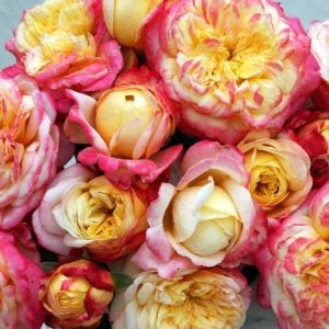 Kordes Jubilee yoğun kokulu gül fidanı aşılı 3+ yaş