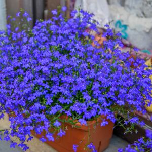 Safir mavi sarkan lobelya tohumu lobelia pendula çiçek tohumu