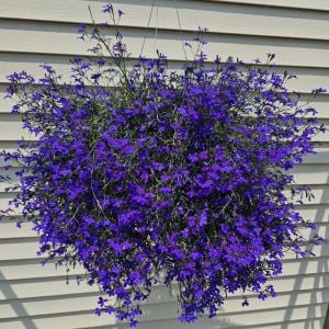 Safir mavi sarkan lobelya tohumu lobelia pendula çiçek tohumu