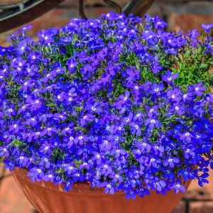 Safir mavi sarkan lobelya tohumu lobelia pendula çiçek tohumu