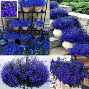 Safir mavi sarkan lobelya tohumu lobelia pendula çiçek tohumu