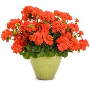 Mercan sardunya fidesi ithal grandeur dark coral