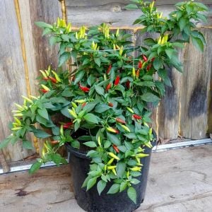 Hint ağaç biberi çok yıllık acı biber capsicum