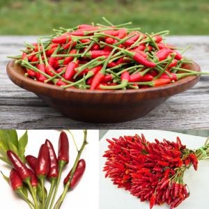 Hint ağaç biberi çok yıllık acı biber capsicum