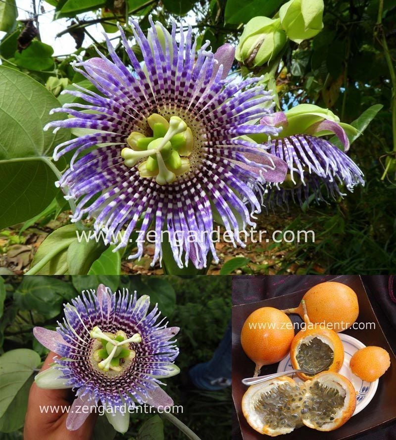 Passiflora ligularis fidanı sarı meyveli maruçya fidanı
