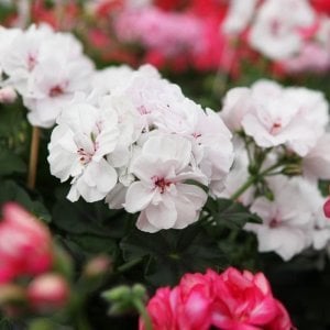 Beyaz sarkan sakız sardunya fidesi sıcağa dayanıklı