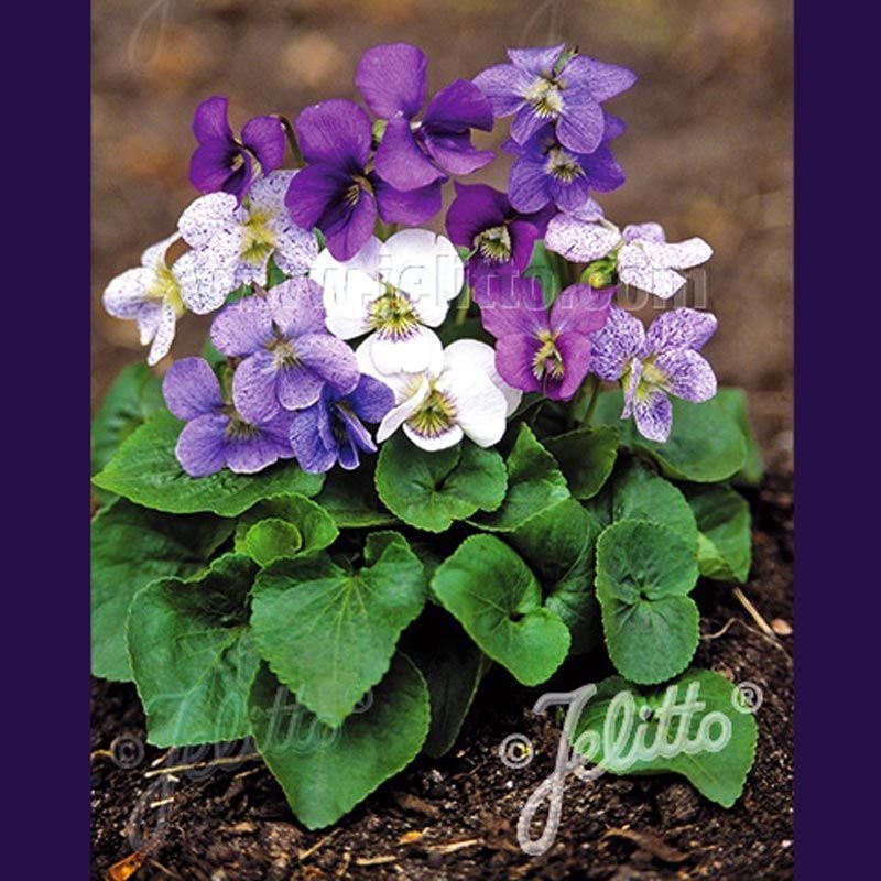 Bahçe menekşeleri tohum karışımı viola sororia mix