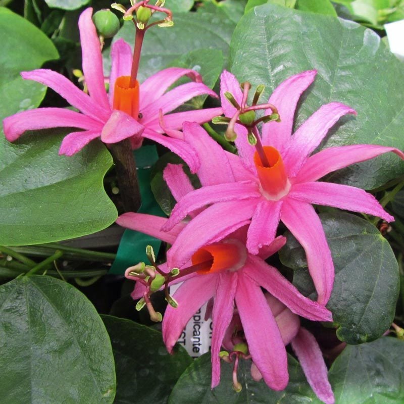Passiflora tulae fidanı