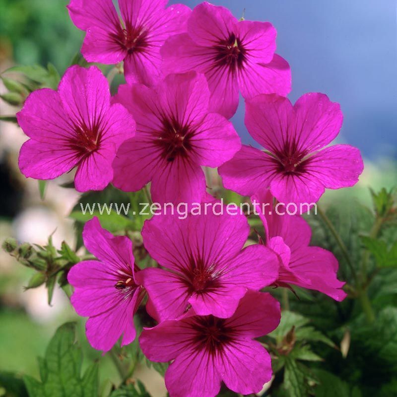 Kızıl mor ıtır sardunya rizomu dona dayanıklı geranium patricia