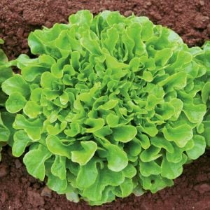 Meşe yaprak marul tohumu atalık oak leaf lettuce