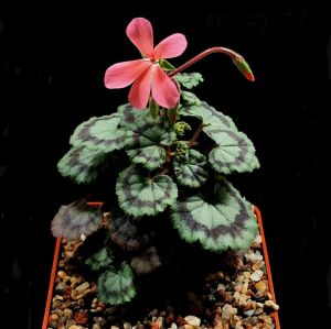 Dresden pink dekoratif sardunya fidesi koleksiyon serisi