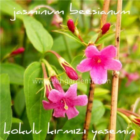 Kırmızı yasemin fidesi saksılı