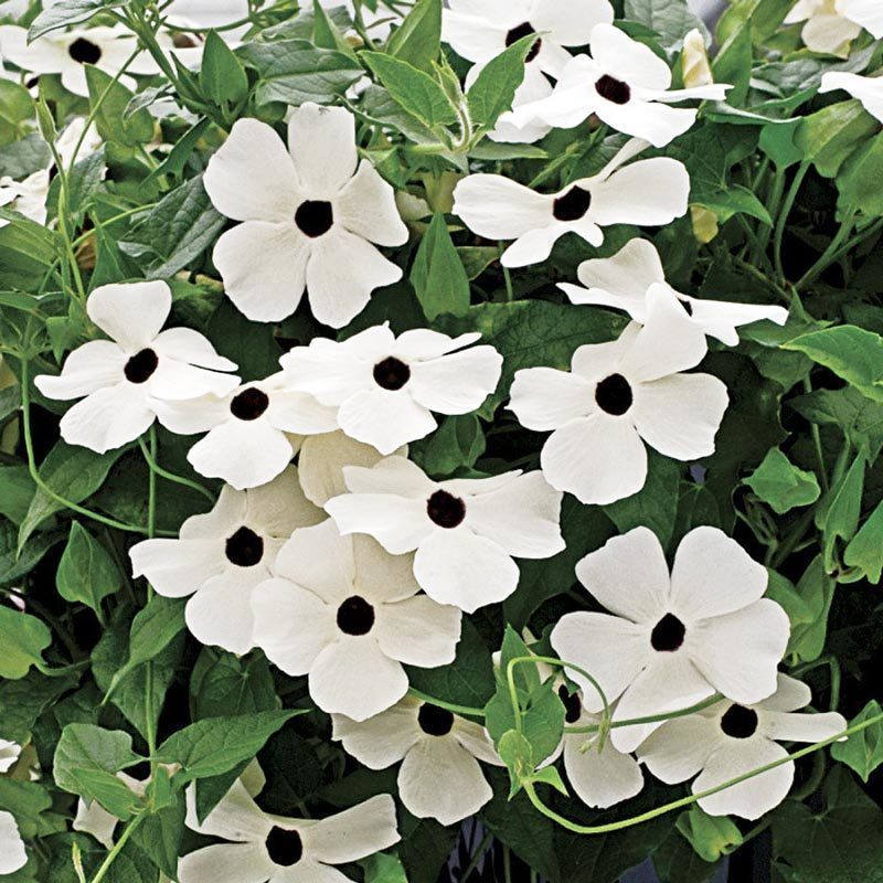 Karagözlü suzan sarmaşığı fidesi thunbergia alata white