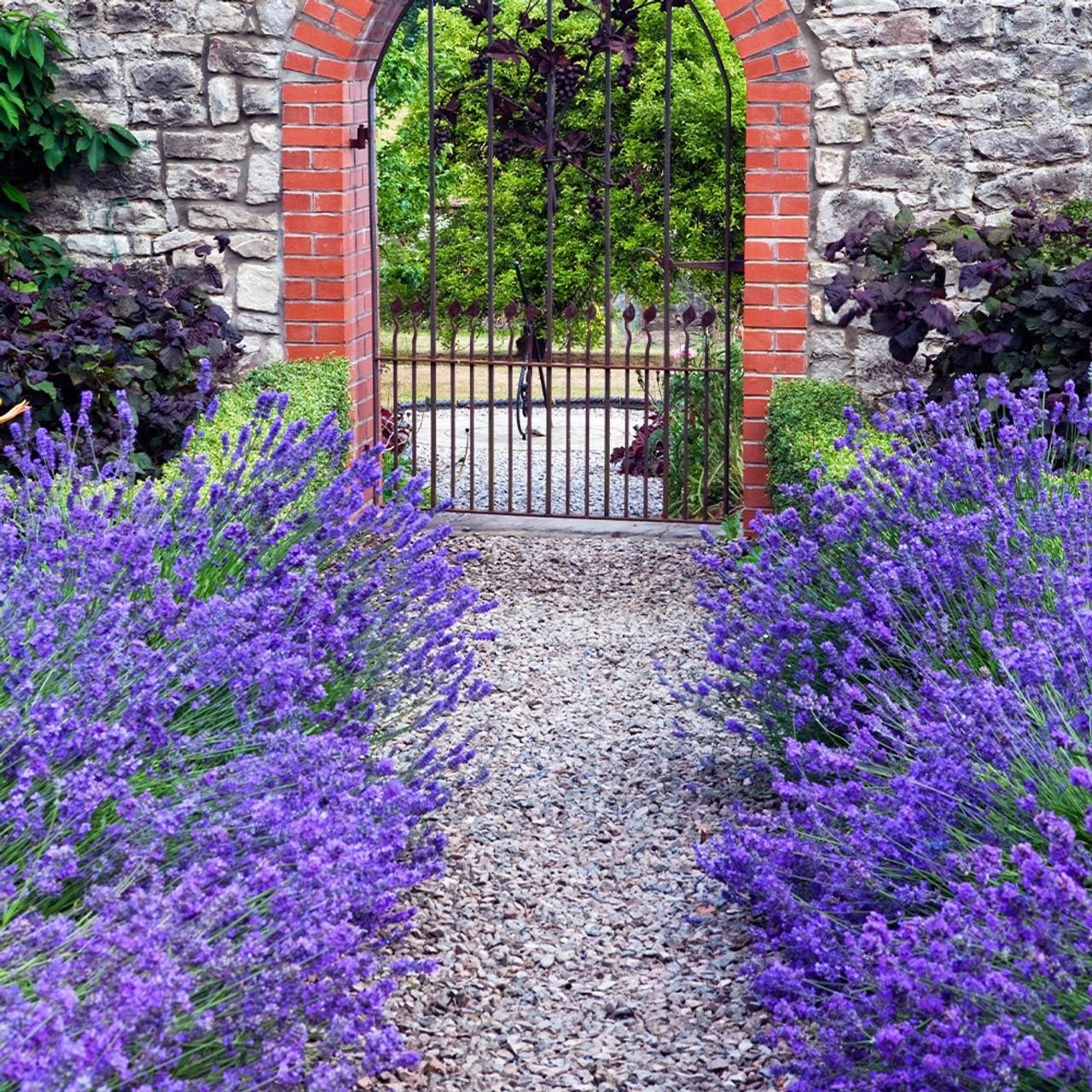 Bodur munstead lavanta fidesi kokulu mavi çiçekli lavandula angustifolia