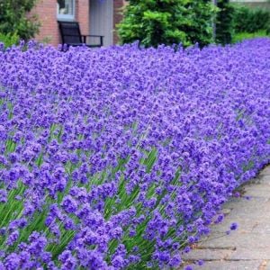 Bodur munstead lavanta fidesi kokulu mavi çiçekli lavandula angustifolia