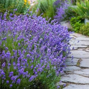 Bodur munstead lavanta fidesi kokulu mavi çiçekli lavandula angustifolia