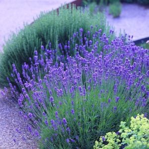 Bodur munstead lavanta fidesi kokulu mavi çiçekli lavandula angustifolia