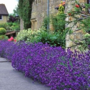 Bodur munstead lavanta fidesi kokulu mavi çiçekli lavandula angustifolia