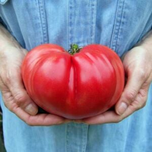 Radyatörcü Charlie'nin İpotek Kaldıran domates tohumu Atalık