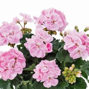 Pudra pembe grandeur sardunya fidesi dark soft pink