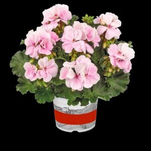 Pudra pembe grandeur sardunya fidesi dark soft pink