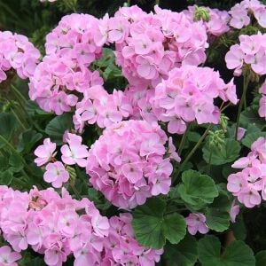 Pudra pembe grandeur sardunya fidesi dark soft pink
