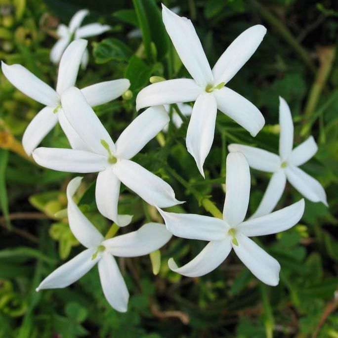 Yoğun kokulu yasemin fidesi jasminum azoricum lemon scented jasmine