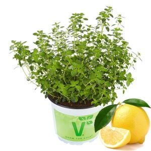 Limon aromalı kekik fidesi Thymus Lemon Green