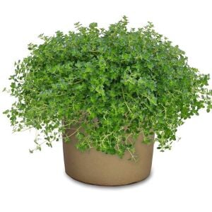 Limon aromalı kekik fidesi Thymus Lemon Green