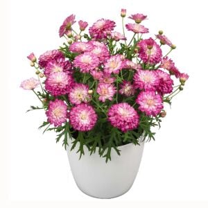 Katlı Strawberry Cream çeşme papatyası fidesi argyranthemum