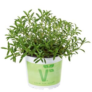 Bolero kışlık zahter fidesi satureja montana