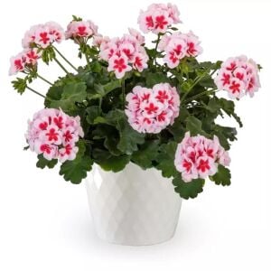 Pelargonium Summer Lovers White Splash Sardunya Fidesi | Zengarden