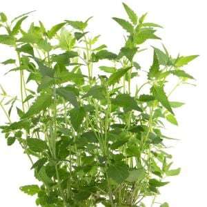 Ferah Limon Aromalı Anason Çiçeği Fidesi Agastache mexicana Lime