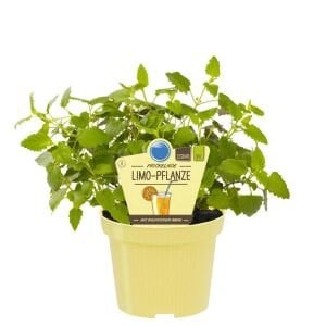 Ferah Limon Aromalı Anason Çiçeği Fidesi Agastache mexicana Lime