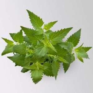 Ferah Limon Aromalı Anason Çiçeği Fidesi Agastache mexicana Lime