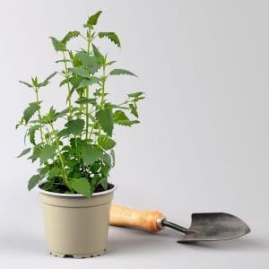 Ferah Limon Aromalı Anason Çiçeği Fidesi Agastache mexicana Lime