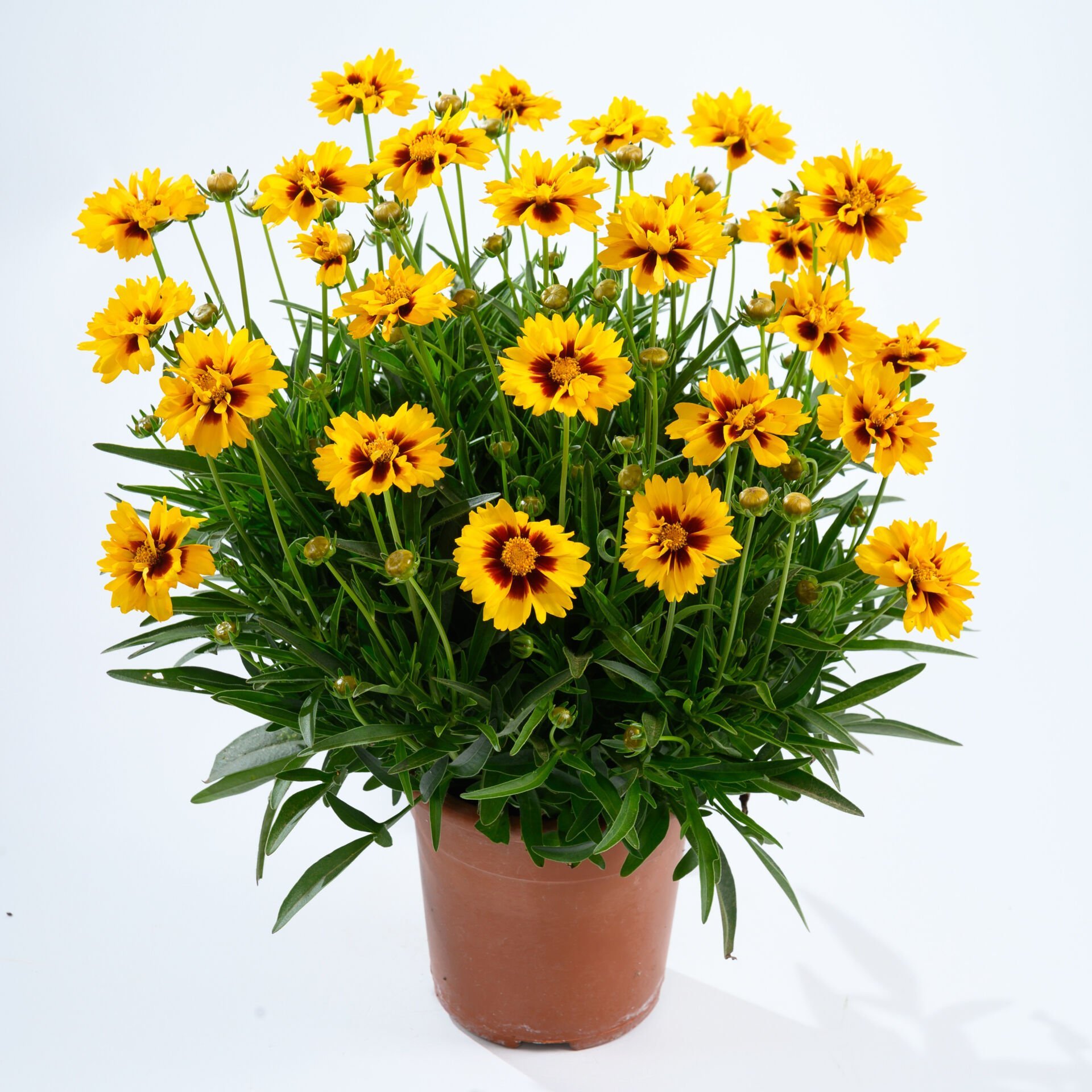 Kızgözü Çiçeği Fidesi – Coreopsis ‘Solena Red and Gold’