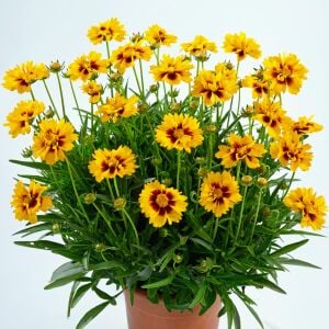 Kızgözü Çiçeği Fidesi – Coreopsis ‘Solena Red and Gold’