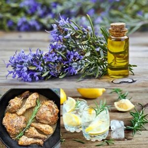 Biberiye Fidesi Rosmarinus officinalis Abra×Maxx – Yoğun Aromalı Kompakt Tür