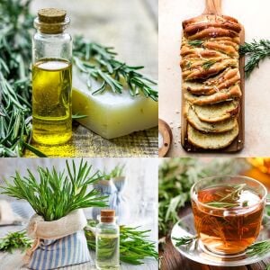 Biberiye Fidesi Rosmarinus officinalis Abra×Maxx – Yoğun Aromalı Kompakt Tür