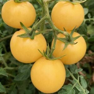 Süper Kar Beyazı Domatesi Tohumu – Super Snow White