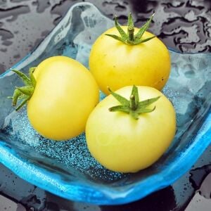 Süper Kar Beyazı Domatesi Tohumu – Super Snow White