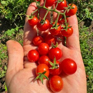 Hawaii Kuş Üzümü Domatesi Tohumu – Tatlı Minik Salkım Domates